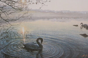 This is a signed limited edition print of an original soft pastel painting by artist Michael Howley. The subject of the painting is two swans floating on lake Windermere at sunrise. There is a tree to the left which is refected in the water and the sun shines through the bare branches. There is a distant hazy banking in soft greys and the water becomes a deeper blue-green as it nears the foreground contrasting with the pastel warmth of the sunlit reflection. There are elliptical ripples emanating from the swan in the foreground.