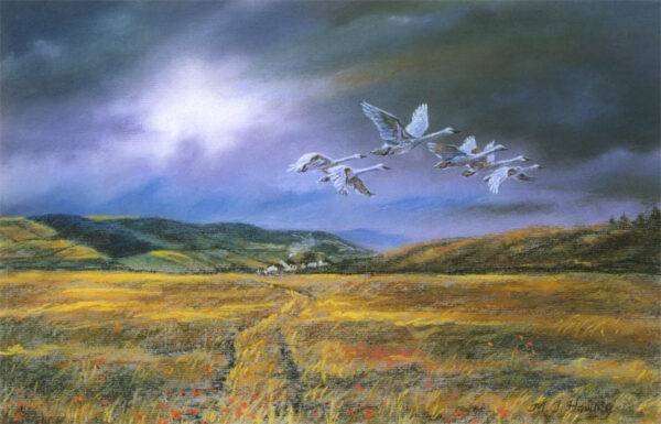 This is a signed limited edition print from an original soft pastel painting by artist Michael Howley. A flock of swans fly home against a petrol grey sky with a sunburst. Below are fields in Autumn colours and there is a track leading to a distant farmhouse.