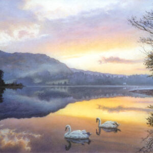 This is a signed limited edition print from an original soft pastel painting by artist Michael Howley. A serene painting of 2 swans floating on still reflections of a beautiful glowing sunrise over Grasmere. To the right are bare trees and stoney banking and the viwe across the lake is of an island with blue-grey hills behind. There is a soft mackerel sky formation in soft blues, pinky purples,pink and orange. The whole image is warm and peaceful.